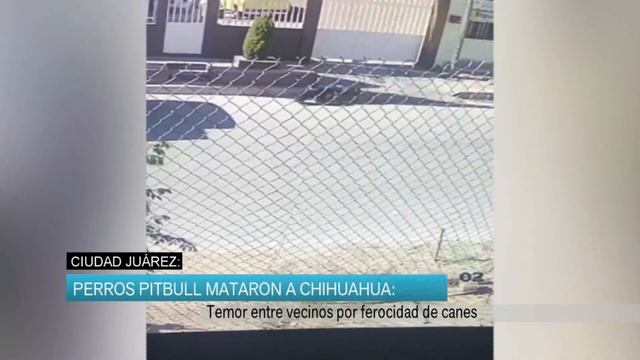 Perros pit bull mataron a Chihuahua смотреть онлайн