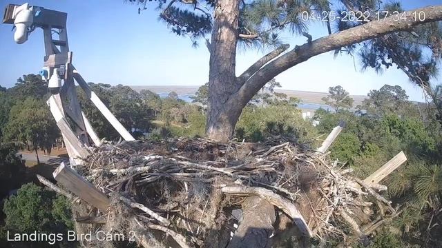 "TWO" Much Weight: Savannah Ospreys April 25, 2022 смотреть онлайн