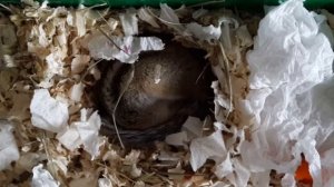 Домашний бурундук: спячка