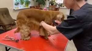 груминг английского кокер спаниеля совместно с Юлией Аверина