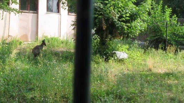 Прыгающие кенгуру Зоопарк Харьков Hopping Kangaroo Zoo Kharkov смотреть онлайн