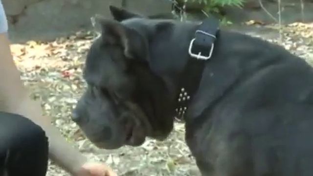 Секреты воспитания и дрессировки служебной собаки смотреть онлайн