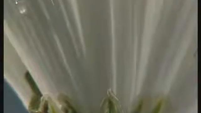 передвижение веществ по себлю