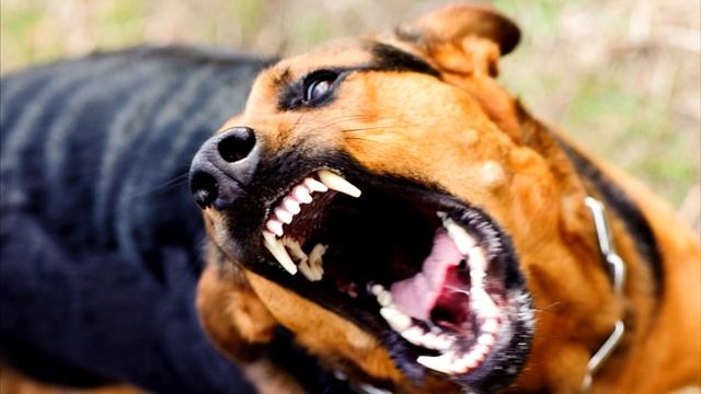 К чему снится собака во сне, толкование снов о собаках смотреть онлайн