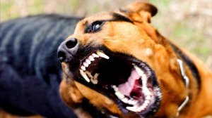 К чему снится собака во сне, толкование снов о собаках