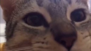 КРИНЖОВЫЕ ФАНФИКИ ПО ФНАФУ (мне очень плохо)