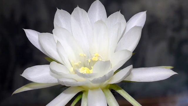 Колючее чудо Харьков 2022 смотреть онлайн