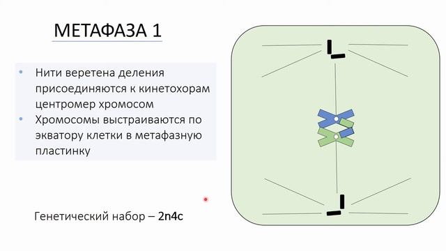 Мейоз - деление клетки | простое и понятное объяснение для ЕГЭ по биологии смотреть онлайн