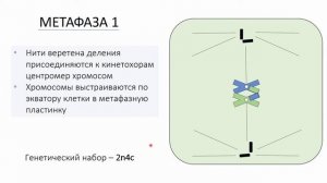 Мейоз - деление клетки | простое и понятное объяснение для ЕГЭ по биологии