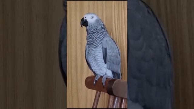 Урок для Козла... смотреть онлайн