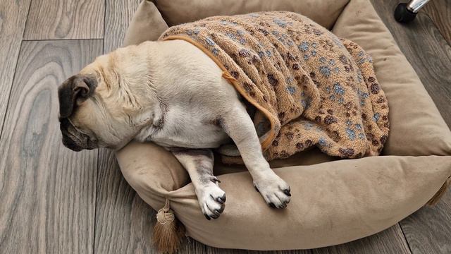 Pug its time to sleep/Mopsas laikas miegot/Мопс Пора спать смотреть онлайн
