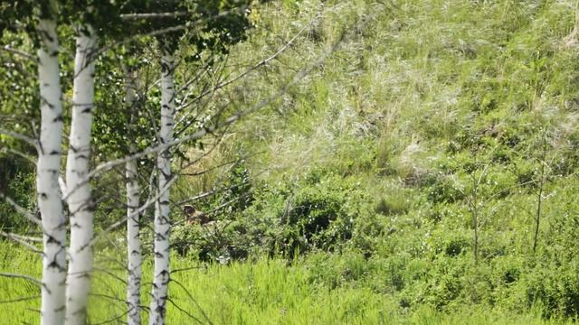 Охота на Сурка в Новосибирской области. смотреть онлайн