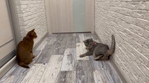 КОТ КЕВИН УПРАВЛЯЕТ НАШИМ ДНЁМ С ПОМОЩЬЮ КНОПОК