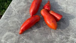 Томат Сан Марцано Гигант 3