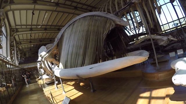 Палеонтологический музей в Париже смотреть онлайн