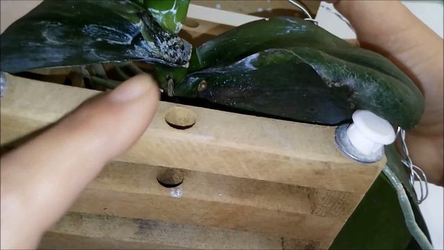 PODRIDÃO BACTERIANA NAS ORQUÍDEAS - MUITO IMPORTANTE, VEJA ATÉ O FIM!!!!!! смотреть онлайн