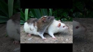 Звуки крысы/какие звуки издают крысы/писк крысы