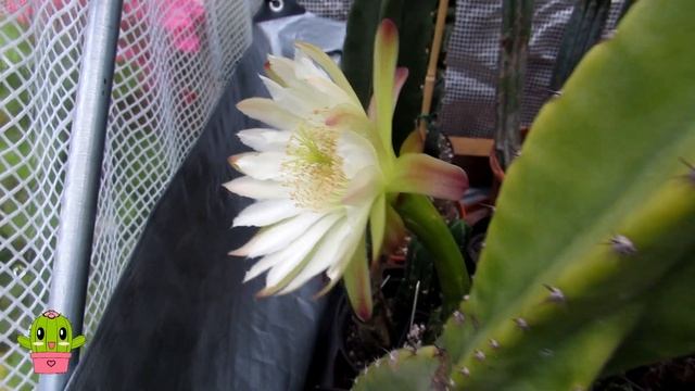 My Cereus Jamacaru Cactus blooming for the first time from Bud to Bloom #cactus #cacti смотреть онлайн