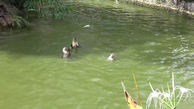 Выдры кормятся, Lok Kawi Wildlife Park, Кота Кинабалу смотреть онлайн