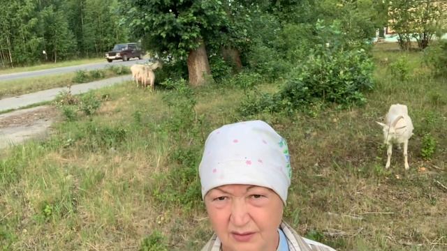 Так сколько же сена надо козе на зиму?// смотреть онлайн