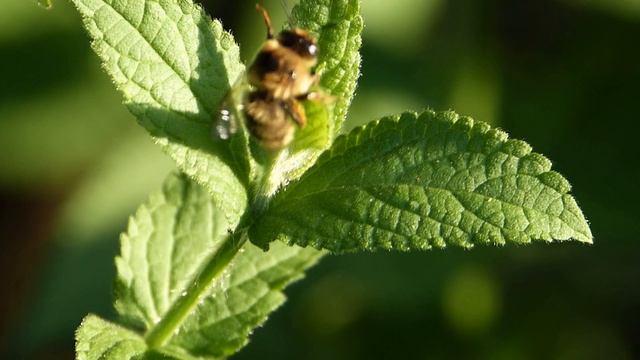 Anthophora furcata (Apidae-Hymenoptera-Éthologie) Comportement inhabituel смотреть онлайн