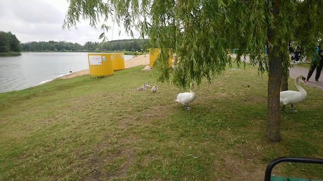 Лебеди с семейством Минск Свислочь. Swans on the river Minsk. Birds Belarus. The beauty of Belarus. смотреть онлайн