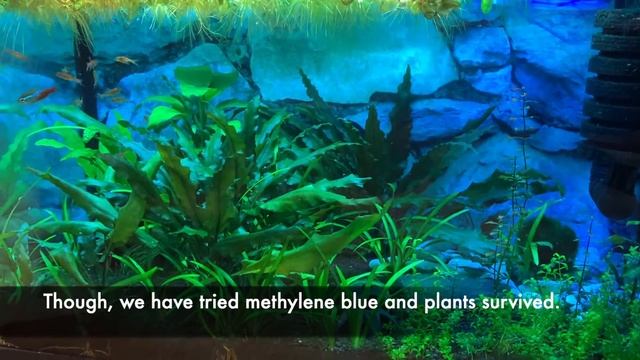Methylene blue planted tank (pros and cons) смотреть онлайн