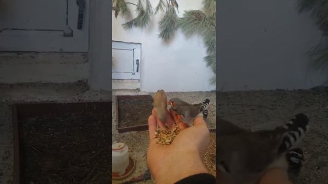 амадины канарейки расписные перепела смотреть онлайн