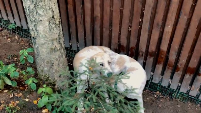 Первая вязка и беременность Айза и Мишаня | Чистокровные туркменские алабаи смотреть онлайн