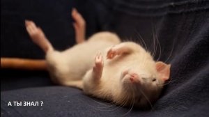 КАК ИЗБАВИТЬСЯ ОТ МЫШЕЙ / 7 способов как избавиться от мышей