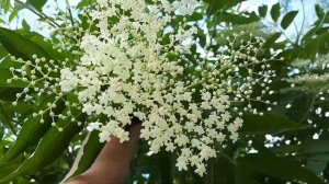 В огороде бузина....польза для вас и вашего сада. Бузина чёрная.