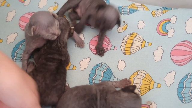 Котята Девон Рекс. Мальчики и девочки. 04.07.23... смотреть онлайн