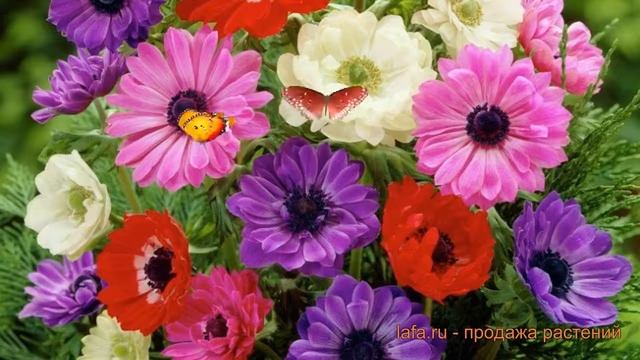 Анемона обыкновенная Сент Бриджид смесь окрасок ? обзор: как сажать, луковицы анемоны смотреть онлайн