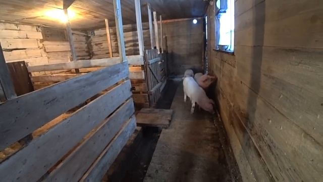 Расходы нас удивили. Первый месяц с газом. Боська загулял. Стерилизовали кошку. Жизнь в деревне. смотреть онлайн