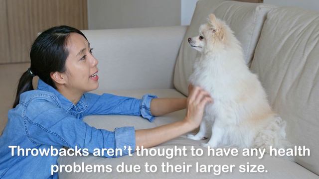 What is a Throwback Pomeranian? 🤔 Everything You Need To Know смотреть онлайн