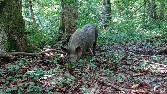 Дикие весёлые кабаны в лесу смотреть онлайн