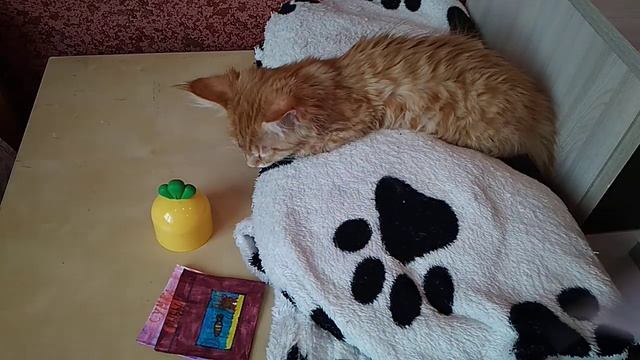 Бумажные сюрпризы. Алиса спит. Новая коллекция. смотреть онлайн