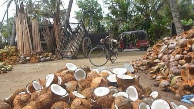Sri Lanka,ශ්රී ලංකා,Ceylon,Coconut Processing,Copra,Cocos Nucifera смотреть онлайн