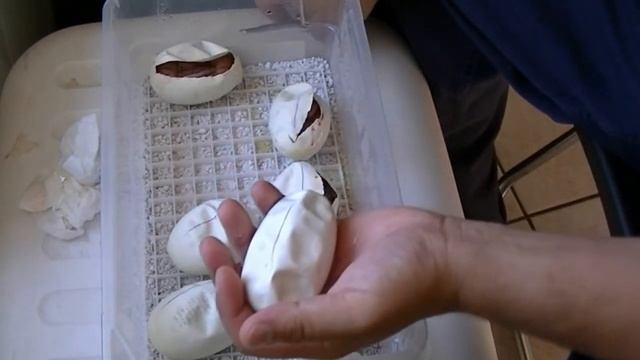 Cutting Ball Python eggs clutch #3 .2013 смотреть онлайн