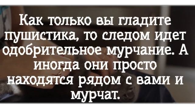 Как понять, что кошка любит своего хозяина? смотреть онлайн