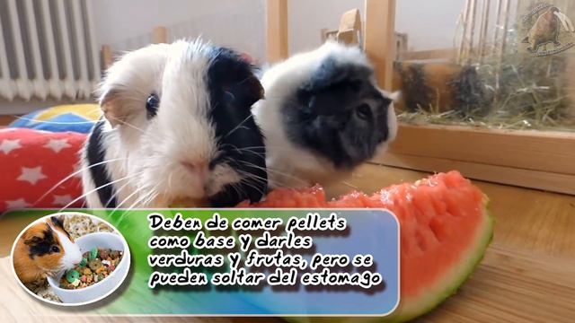 Cobayo | La mascota de los andes| (Animales domésticos) |Cuidados de mascotas| смотреть онлайн