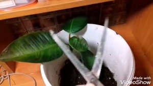 Спасение фикуса каучуконосного. И что я себе прикупил .