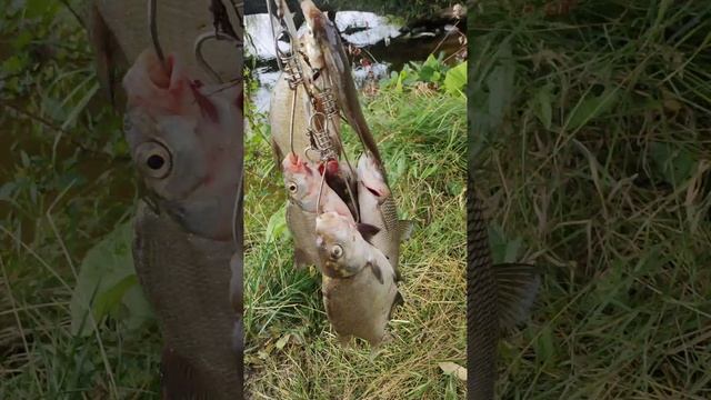 VID-20220819-WA0003.mp4