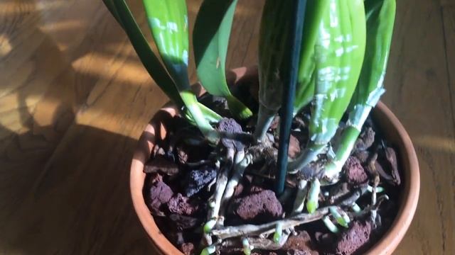 Laelia purpurata and mule ear orchid смотреть онлайн