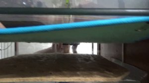 Побег мадагаскарского таракана! Васенька - Копперфильд! Я в поисках Зинки! Шипящий таракан сбежал!