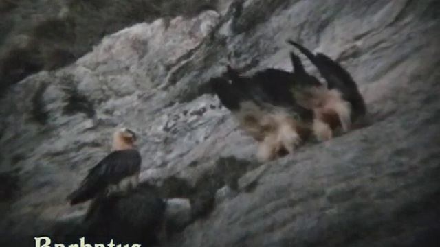 Quebrantahuesos Gypaetus Barbatus Cópula