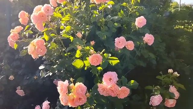 Роза "Renaissance", шраб (плетистая) смотреть онлайн