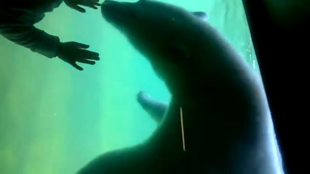 Московский зоопарк Белый мишка смотреть онлайн