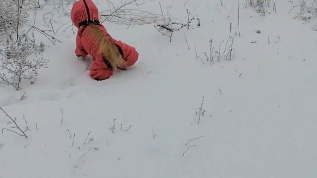 Правильный капюшон для собаки смотреть онлайн