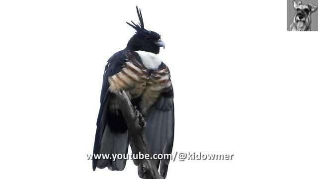 Closeup: Migratory BLACK BAZA (with a feather stuck on its beak!)😁 смотреть онлайн